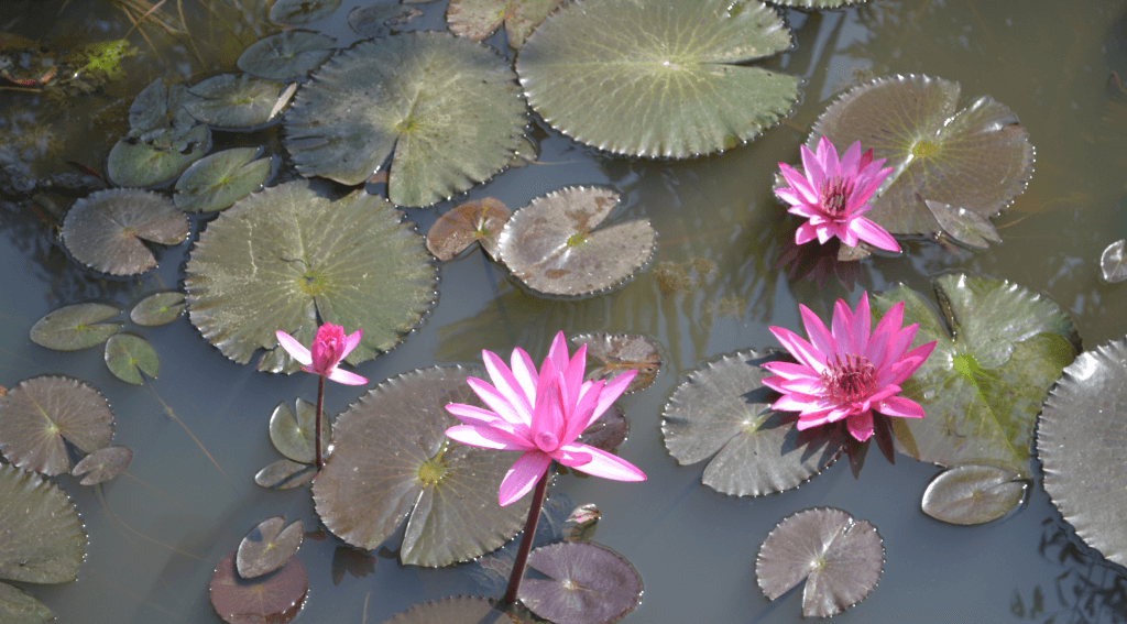 Wasserlilien im Teich