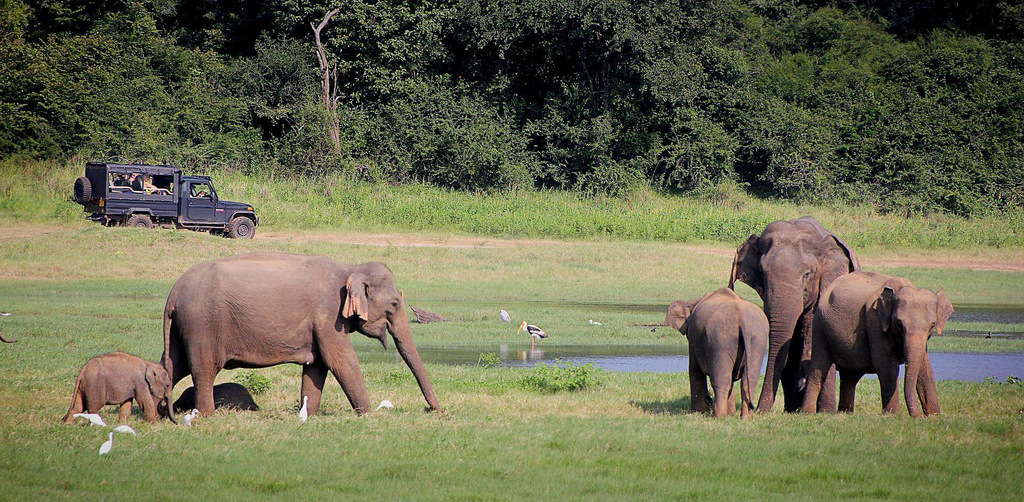 Elefanten in Sri Lanka